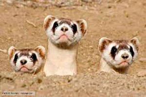 weasels